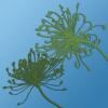 Dill Flower 